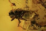 Three Fossil Springtails (Collembola) & Fly (Diptera) in Baltic Amber #105499-4